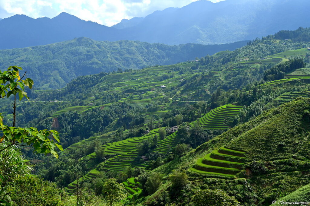 Vietnam (1)