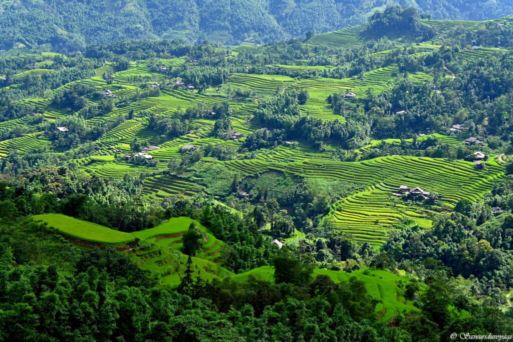 Vietnam (102)