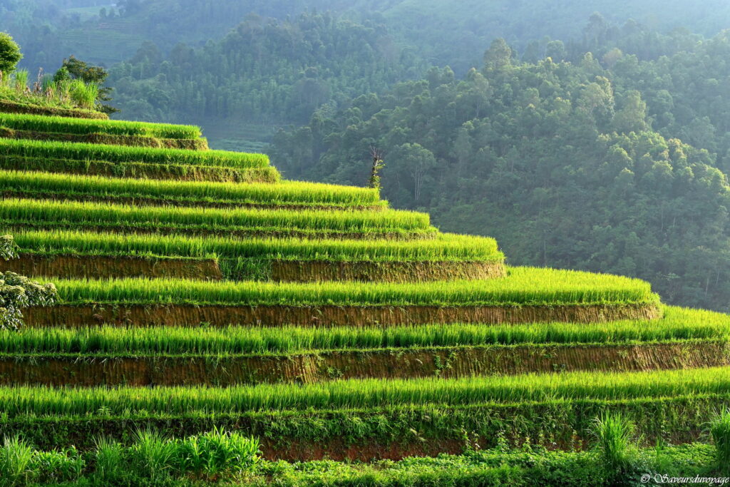 Vietnam (2)