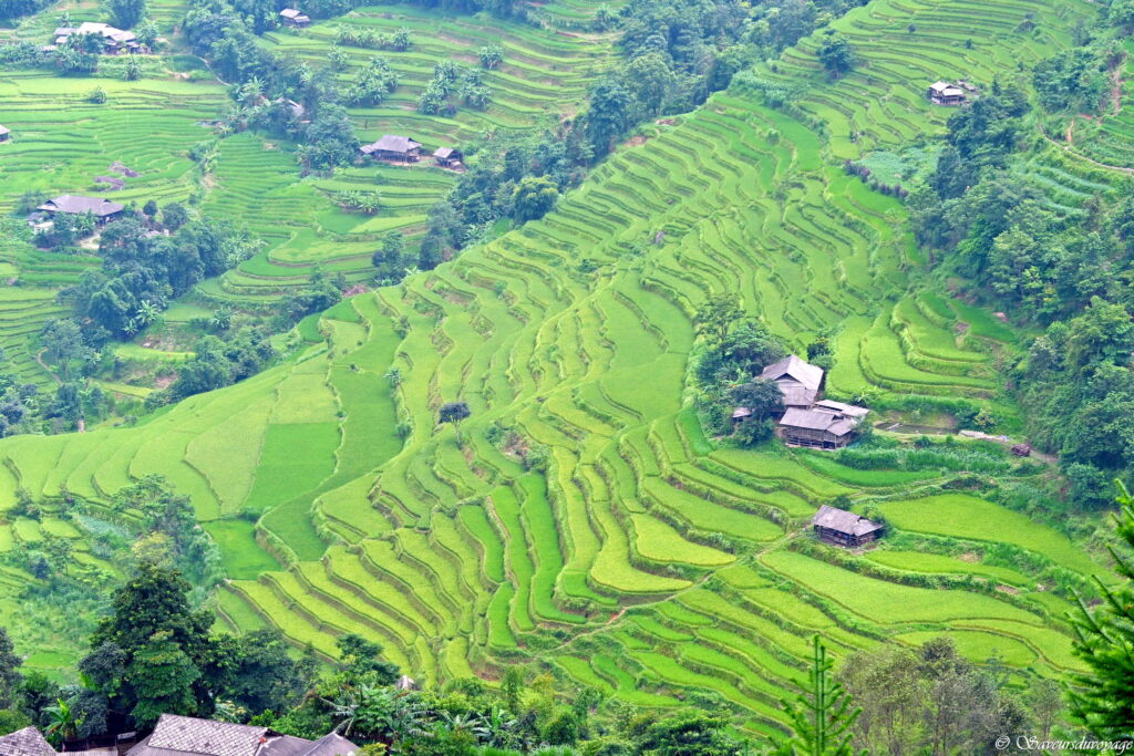 Vietnam (5)
