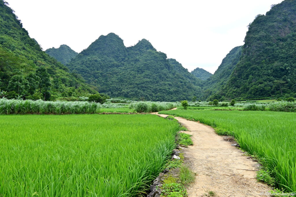 Vietnam (66)