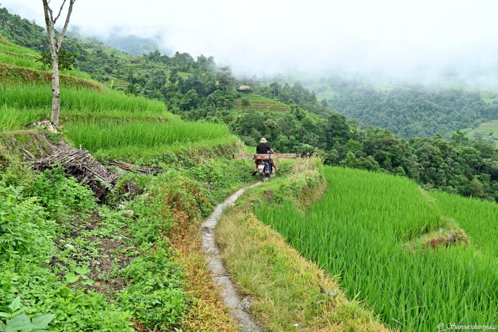 Vietnam (91)