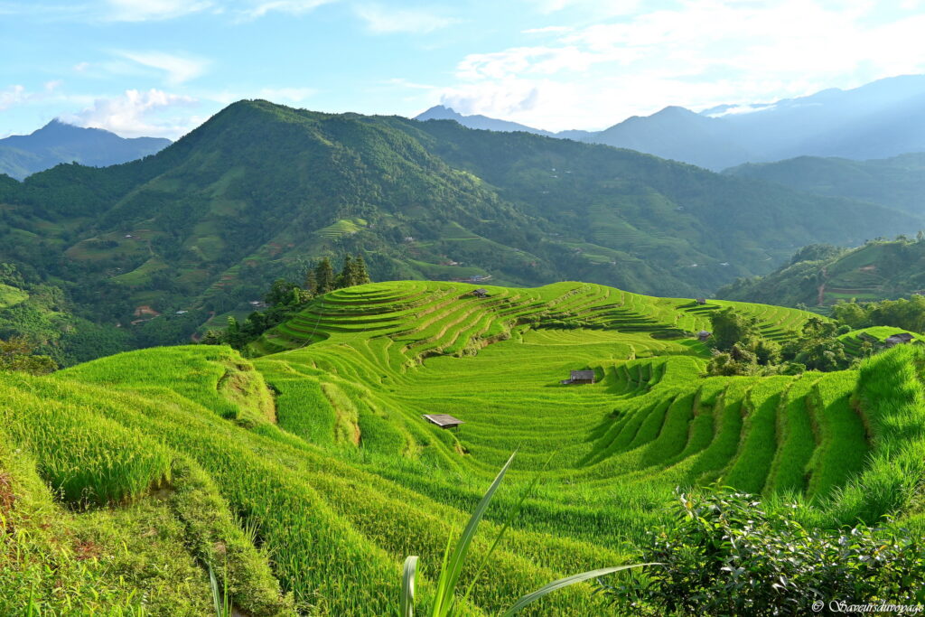 Vietnam (93)