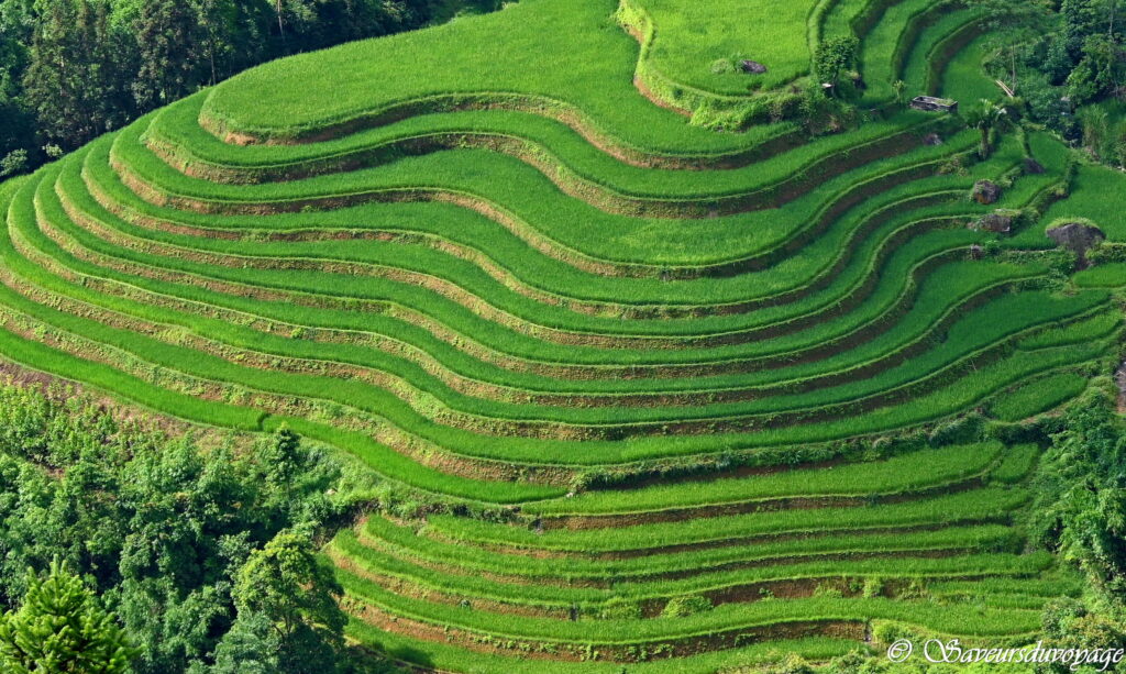 Vietnam (97)